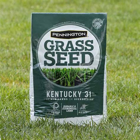 pennington kentucky grass seed|kentucky 31 grass seed uncoated.